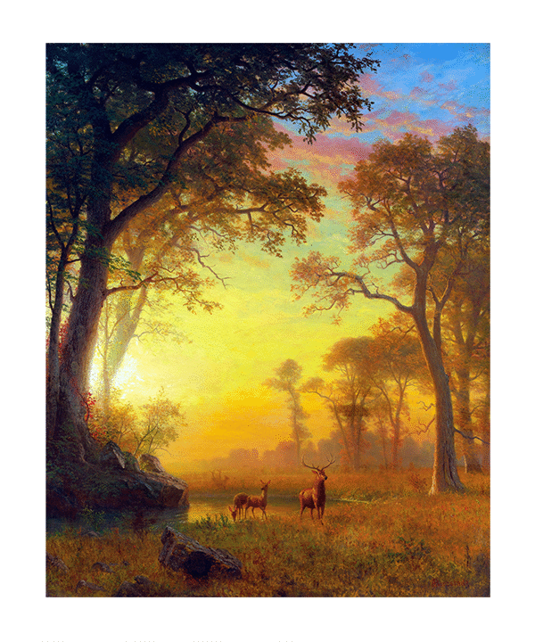 Mystical Forest Light